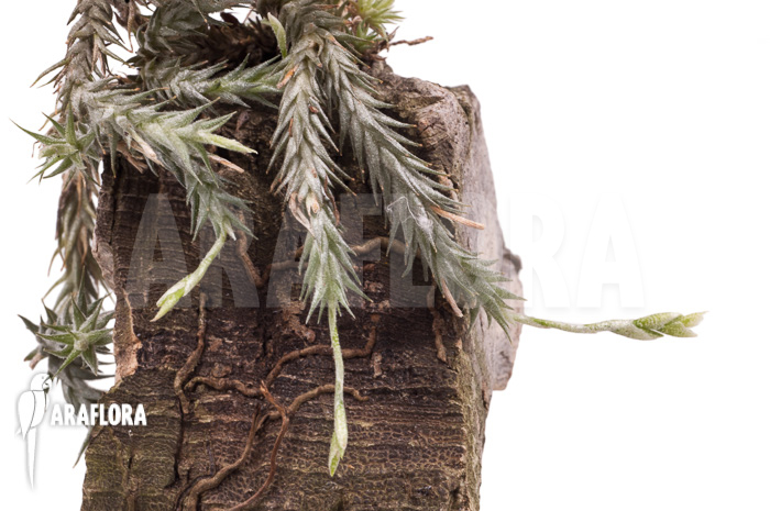 Tillandsia tricholepis