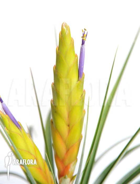 Tillandsia tricolor