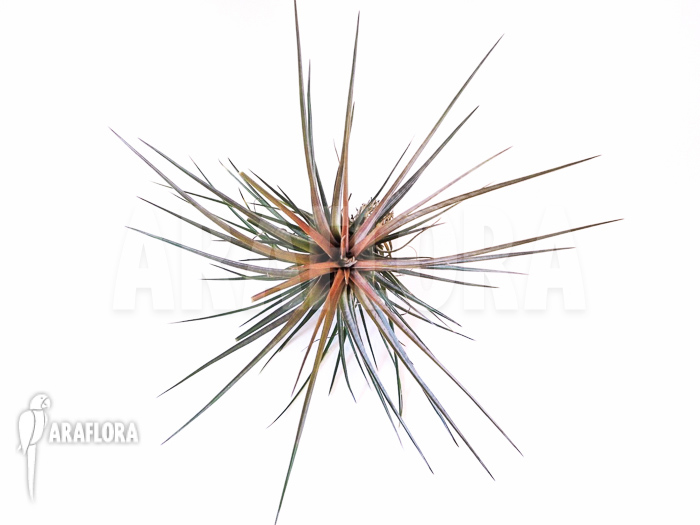 Tillandsia tricolor