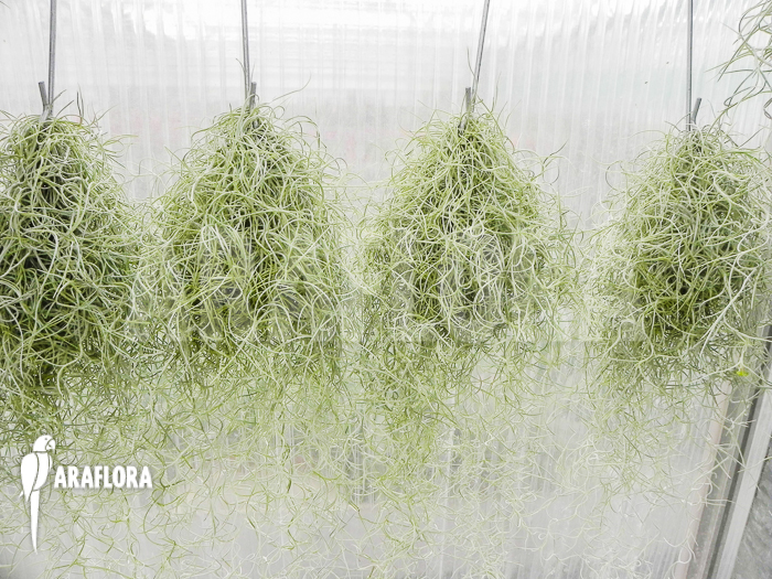 Tillandsia usneoides