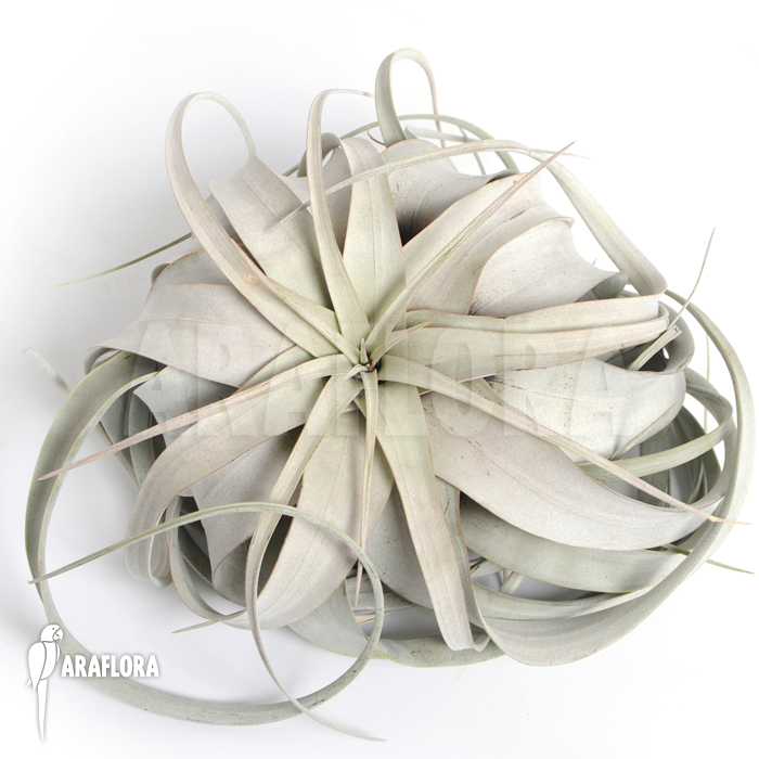 Tillandsia xerographica