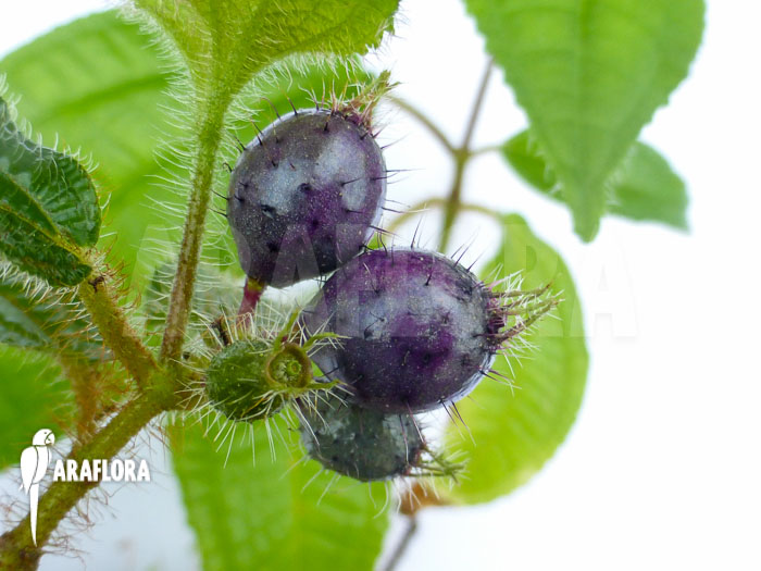 Tococa guianensis fruit