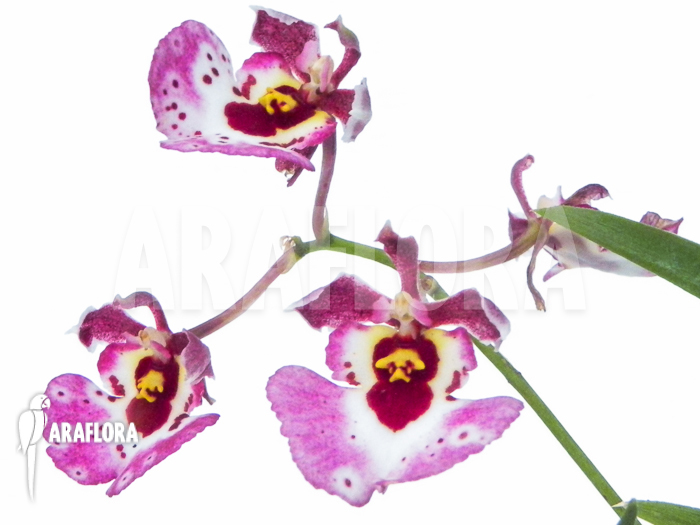 Tolumnia x Pink Panther