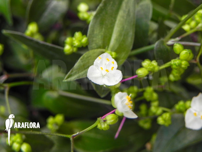 Tradescantia geniculata flower