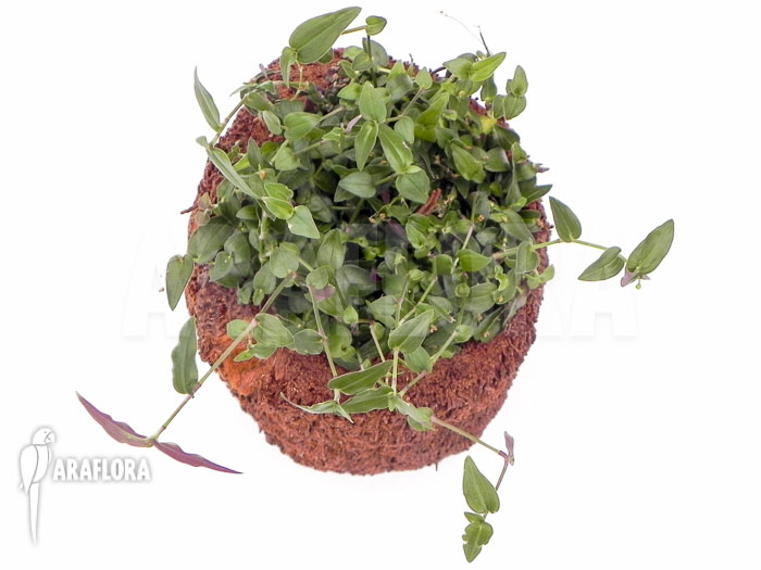 Tradescantia multiflora ‘Tahitian bridal veil’