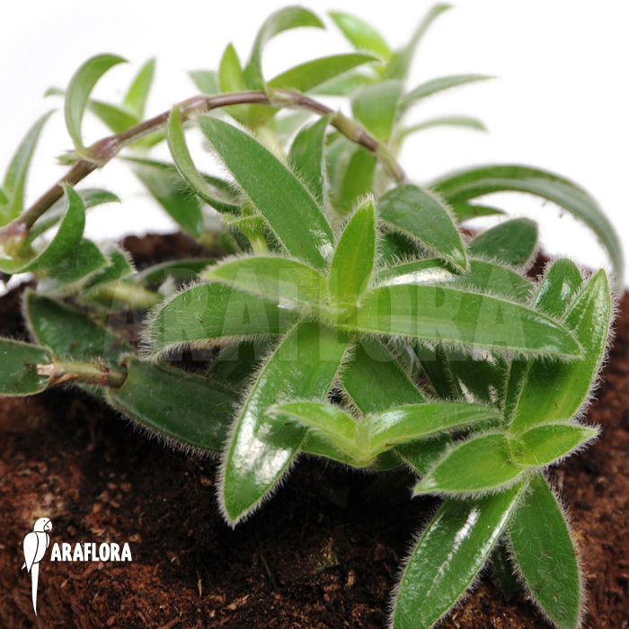 Tradescantia tomentosa