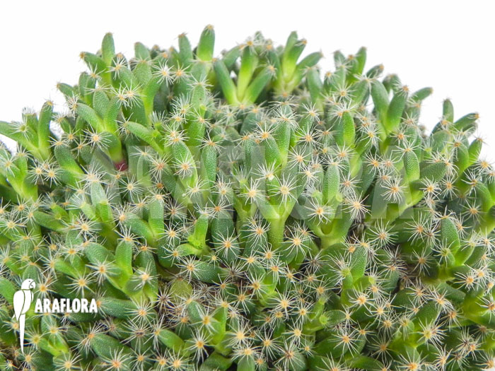 Trichodiadema densum