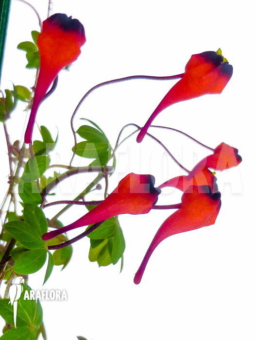 Tropaeolum tricolor