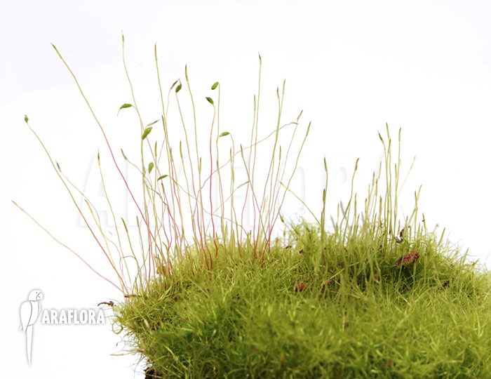 Tropical moss Starter