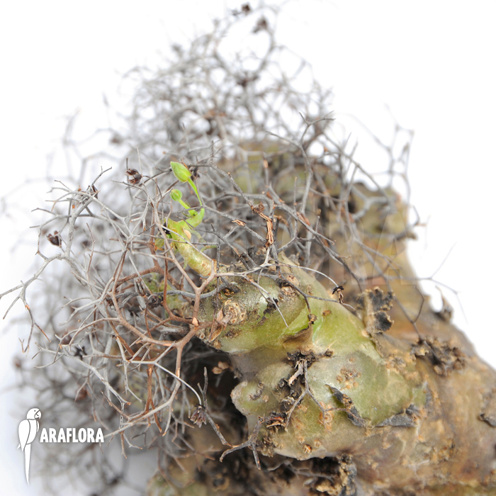 Tylecodon reticulatus