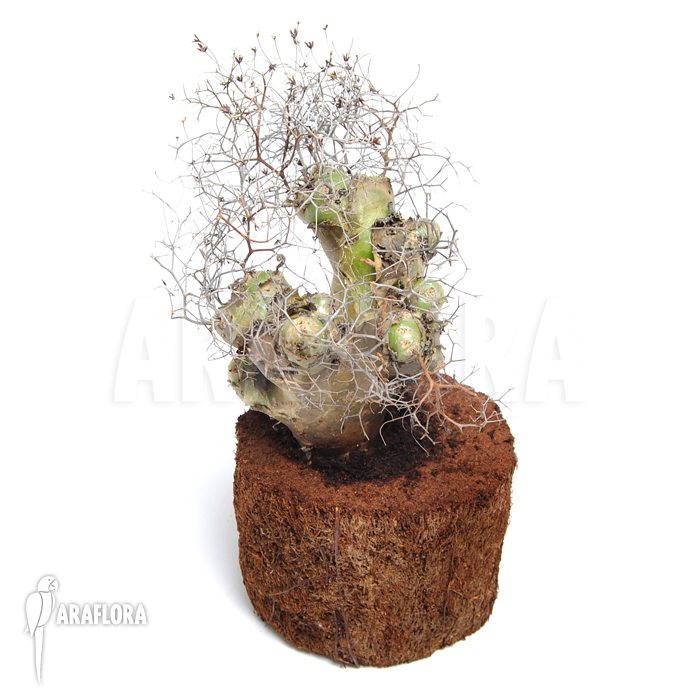 Tylecodon reticulatus