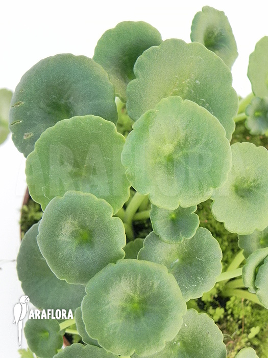 Umbilicus horizontalis