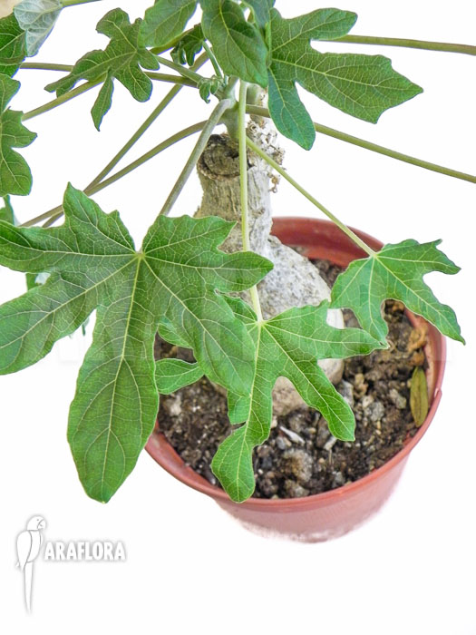 Uncarina grandidieri