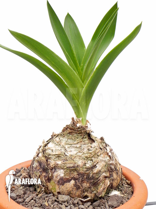 Urginea altissima ‘L’