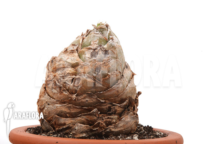 Urginea altissima ‘XL’