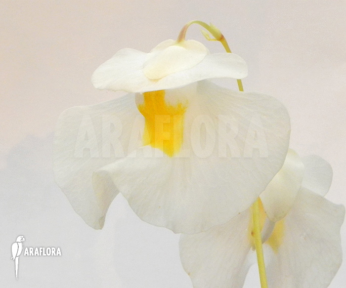 Utricularia alpina ‘Flower’