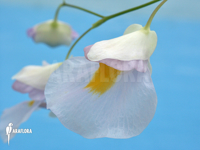 Utricularia alpina x endressii