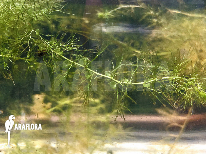 Utricularia australis