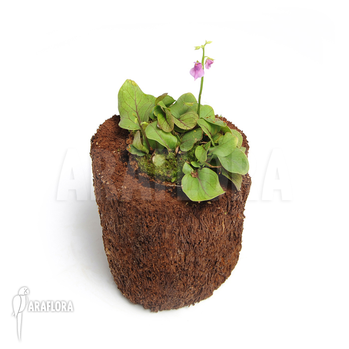 Utricularia calycifida ‘Gran Sabana’