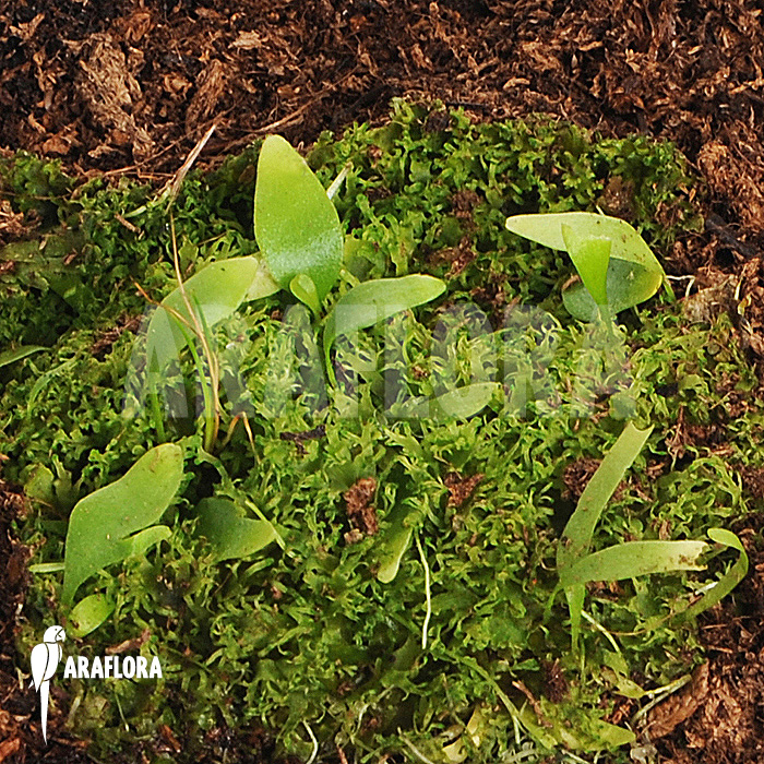 Utricularia campbelliana