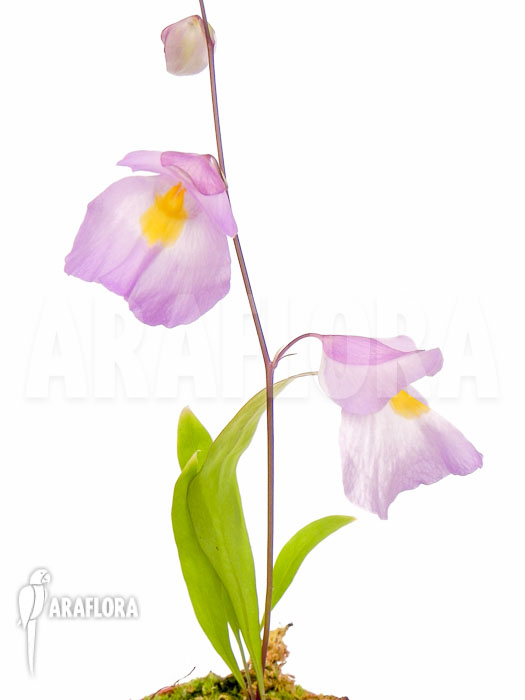Utricularia endresii