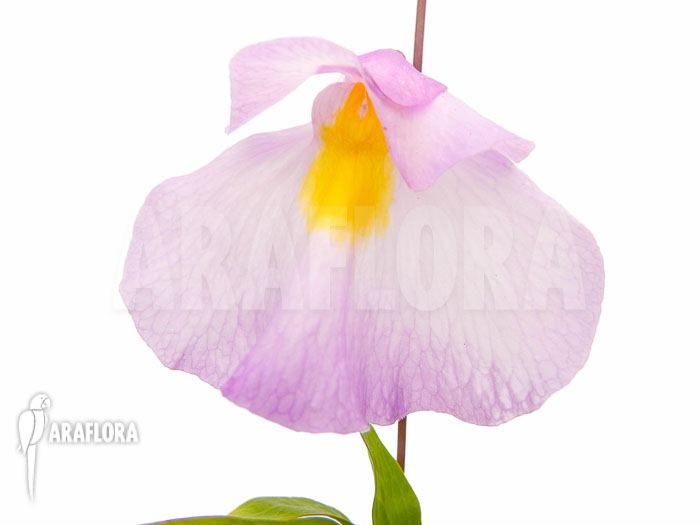 Utricularia endresii