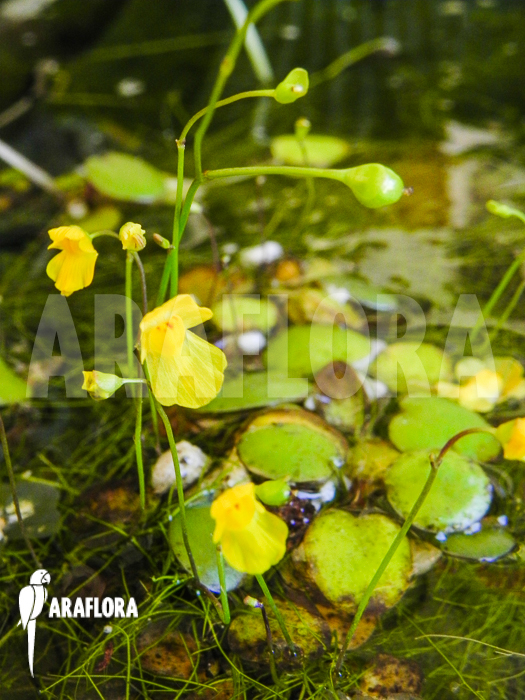 Utricularia gibba