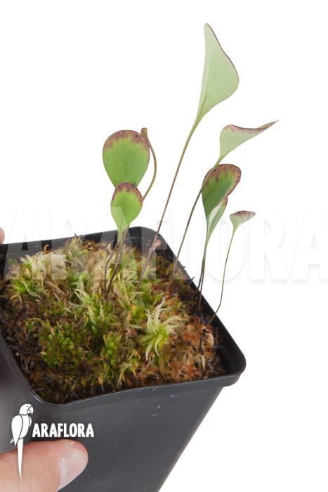 Utricularia humboldtii