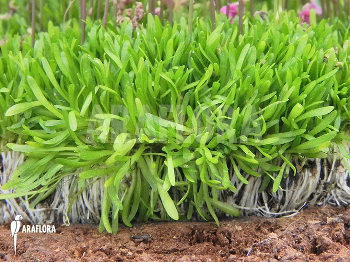 Utricularia minutissima
