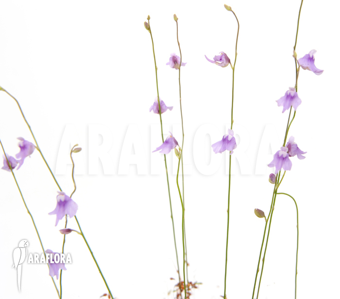Utricularia minutissima ‘Gunung Tahan’