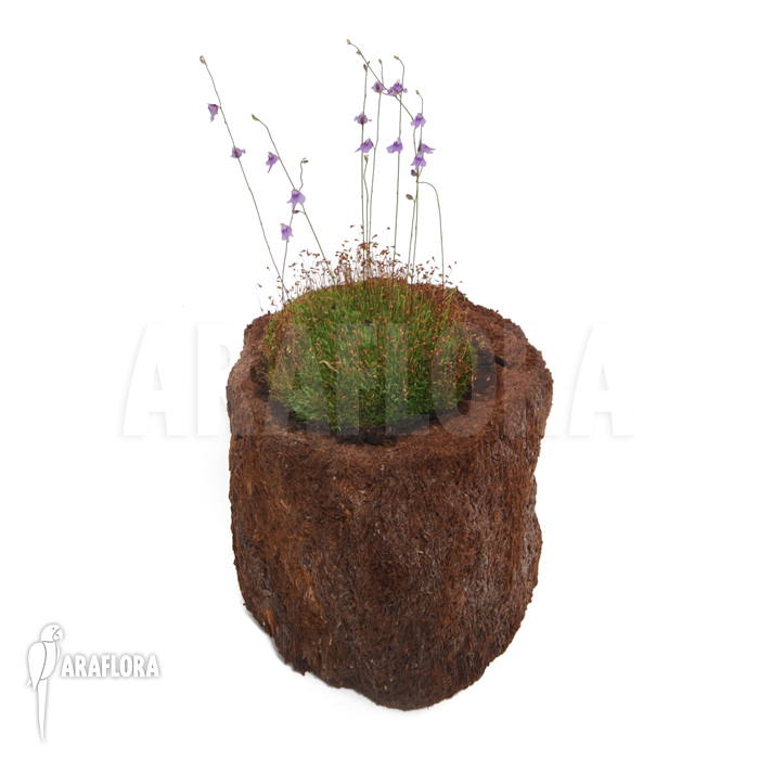 Utricularia minutissima ‘Gunung Tahan’