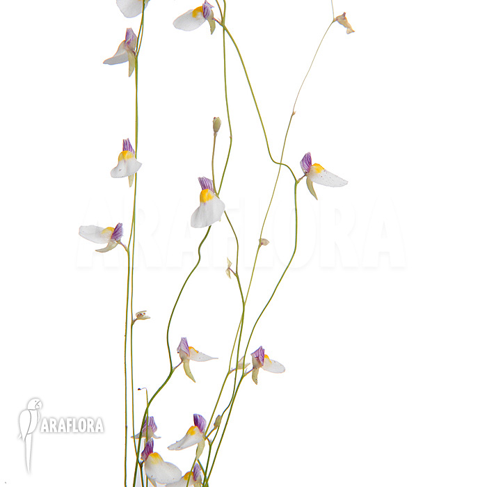 Utricularia parthenopipes