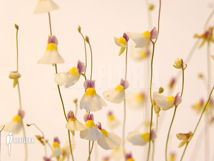 Utricularia parthenopipes