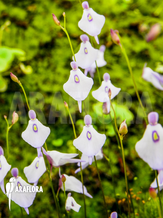 Utricularia pubescens ‘Serra Araca’