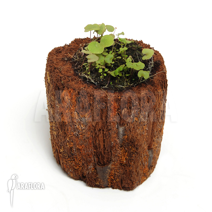 Utricularia reniformis ‘Small type’