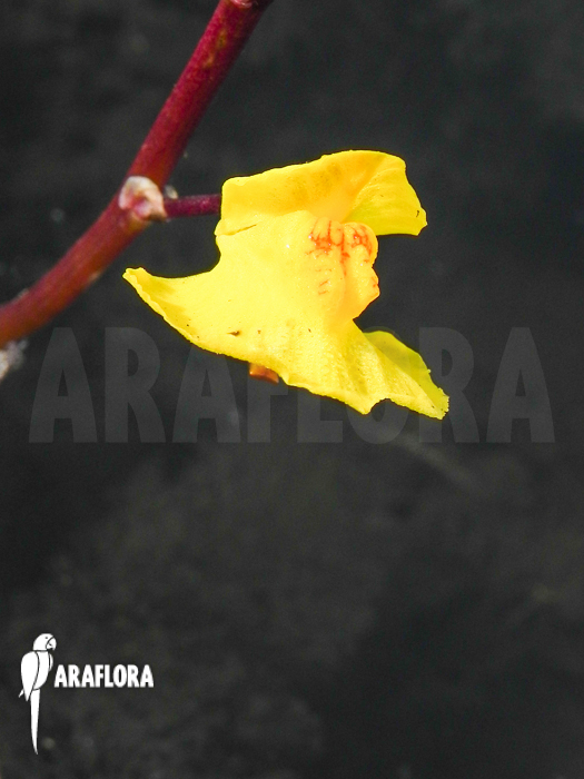 Utricularia vulgaris