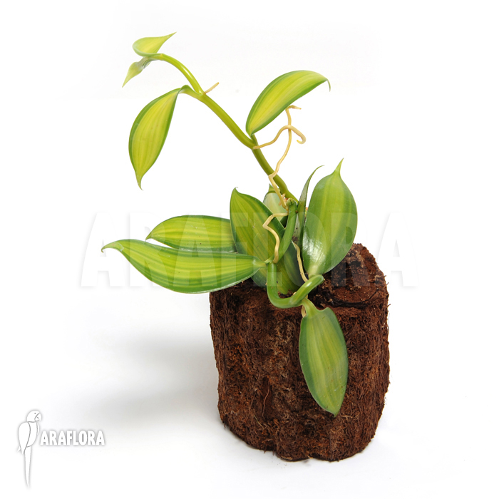 Vanilla planifolia variegated ‘Vanilla orchid’