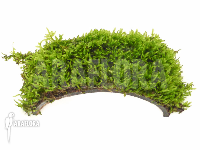 Java Mos Vesicularia dubyana band