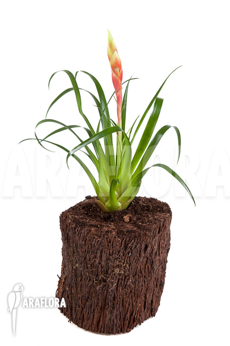 Vriesea ‘Astrid’