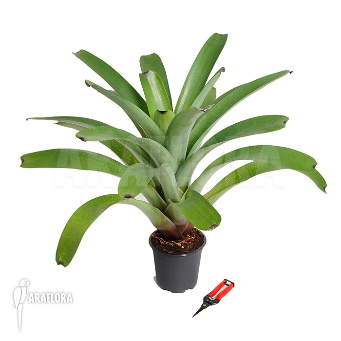 Vriesea bituminosa  ‘L’