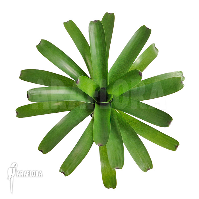 Vriesea bituminosa  ‘L’