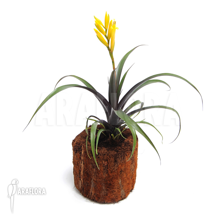 Vriesea bleheri