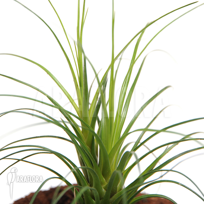 Vriesea correia-araujoi