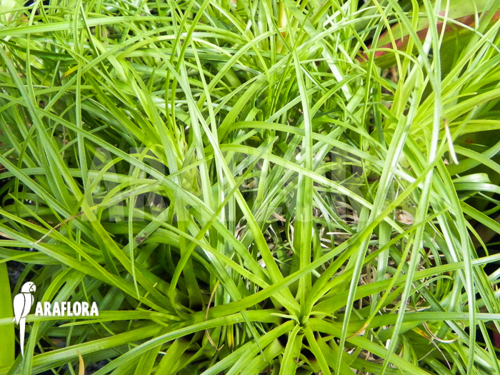 Vriesea-correia-araujoi-7