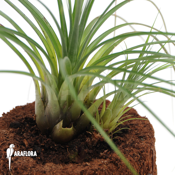 Vriesea correia-araujoi ‘Large type’