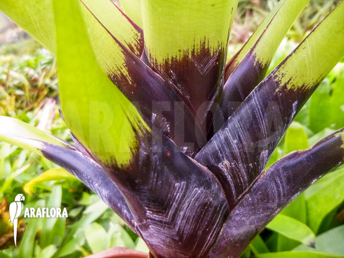 Vriesea erythrodactylon