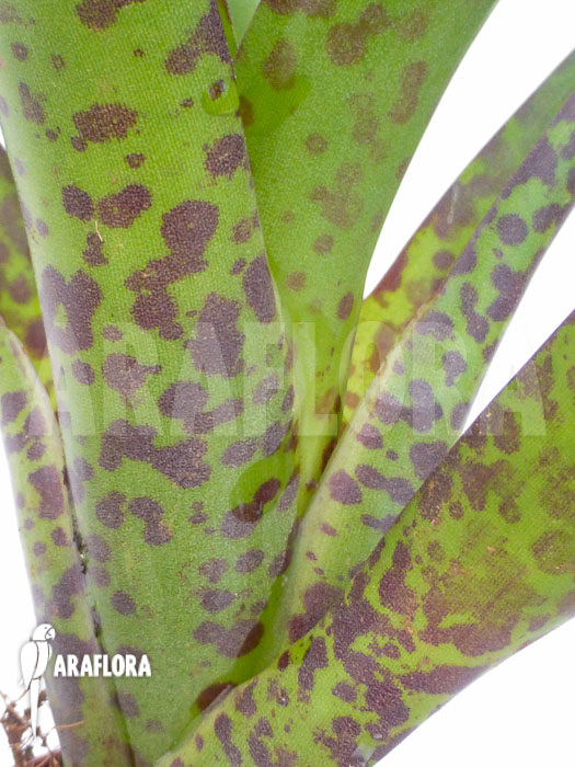 Vriesea fenestralis ‘Starter’