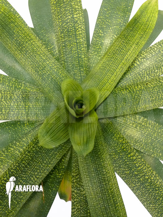 Vriesea gigantea ‘XL’