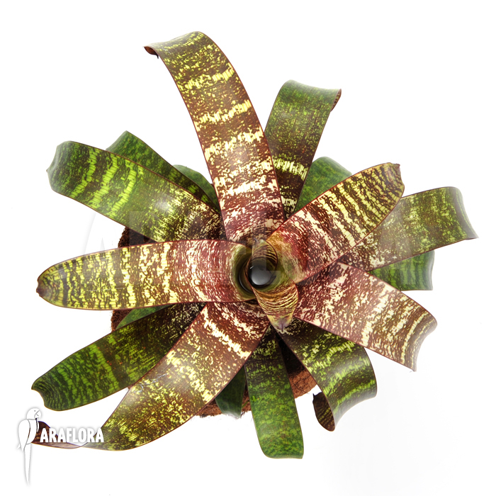 Vriesea hieroglyphica