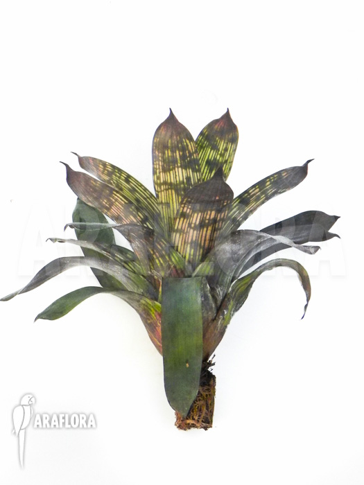Vriesea hieroglyphica Starter